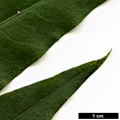 SpeciesSub: var. dictyophylla